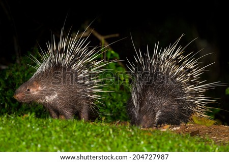 Couple of Nocturnal animals Malayan porcupine(Hystrix brachyura) in nature at Kaengkrajarn national park,Thailand