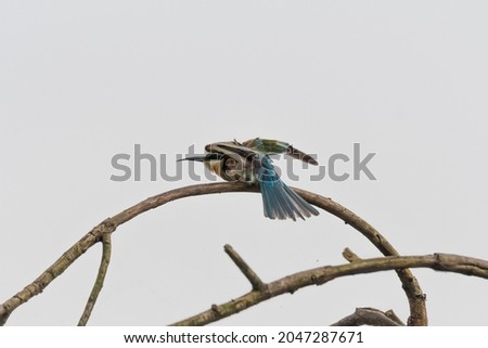 This blue tailed bee-eater is about to take a leap for a hunt.