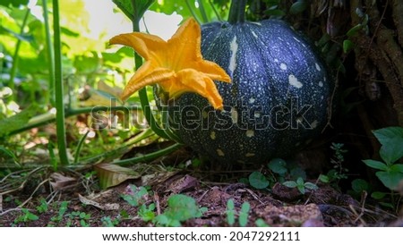 Raw fresh pumpkin unpicked, growth on the ground near a fresh yellow flower blossom.