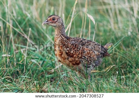 Close up of a wild pheasant chick, bird, Phasianidae  Royalty-Free Stock Photo #2047308527