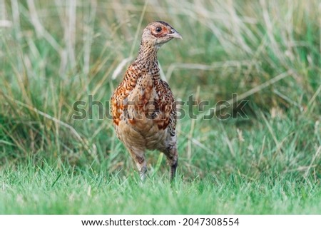 Close up of a wild pheasant chick, bird, Phasianidae  Royalty-Free Stock Photo #2047308554