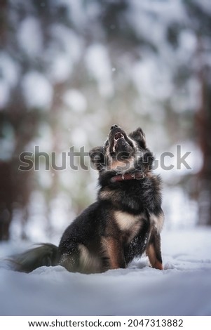 A cute mixed breed dog in a yellow bow sitting on a snowy path and looking up against the backdrop of a winter fairy forest. The mouth is open