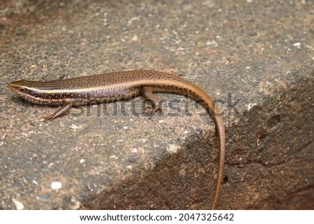 Closeup of a skink lizard