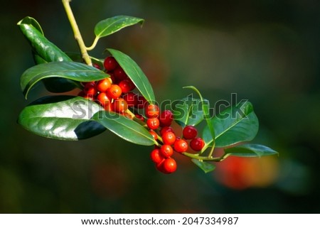 Red ripe berries of ilex aquifolium plant in autumn Royalty-Free Stock Photo #2047334987