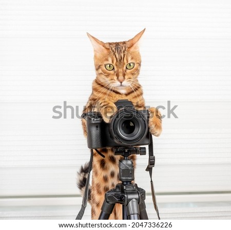 Cute Bengal cat takes a picture on the camera