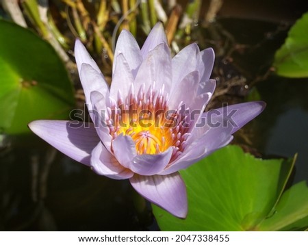 beautiful lotus flower picture for background