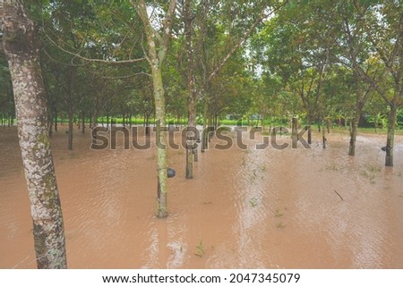 Flooded water concept, rubber tree and heavy flood in garden of agriculture, high level of water near cup of para liquid in rubber tree plantation, damage photo of gardener in rural or countryside