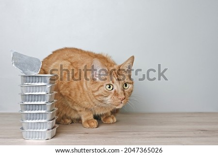 Cute red cat siting beside stacked cans of wet cat food and looking curious away.