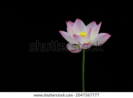 Beautiful pink lotus on the black background