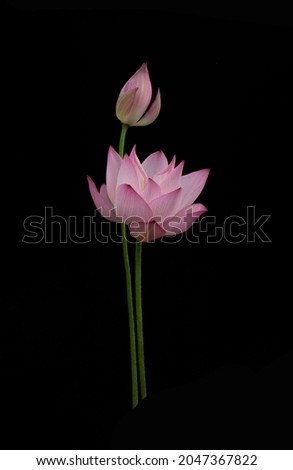 Beautiful pink lotus on the black background