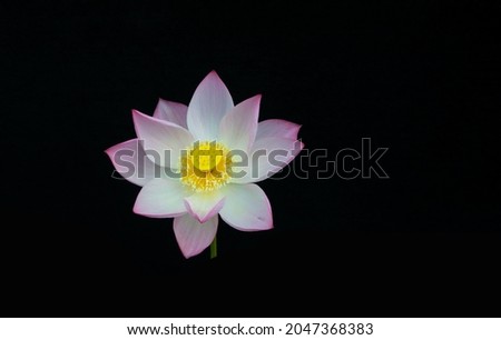 Beautiful pink lotus on black background
