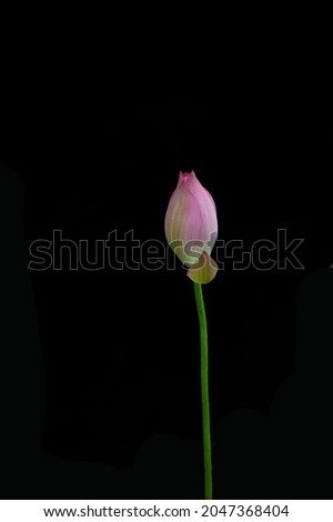 Beautiful pink lotus on black background