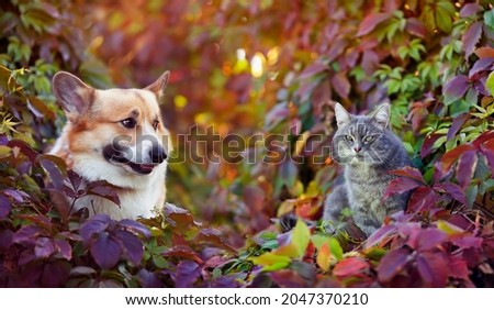 cute corgi dog and striped cat are sitting in the autumn garden among the bright multicolored leaves of grapes on a sunny day