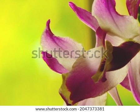 Exotic Blossom bralizian orchids pink purple and withe