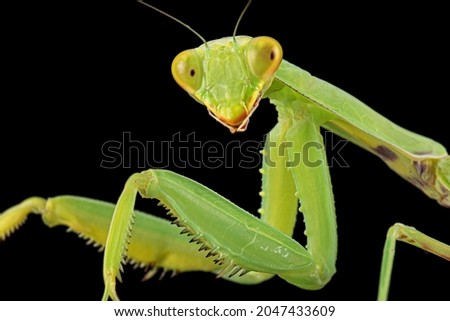 Mantis ordinary or mantis religious, isolated on black background Royalty-Free Stock Photo #2047433609