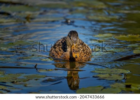 Birds and animals in wildlife concept. Amazing mallard duck swims in lake or river with blue water under sunlight landscape. Closeup perspective of funny duck