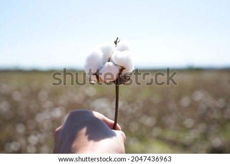 detail of the farmer's hand holding a cotton flower from the cotton plant. It is the product of his harvest. Organic farming concept and farmers. Royalty-Free Stock Photo #2047436963