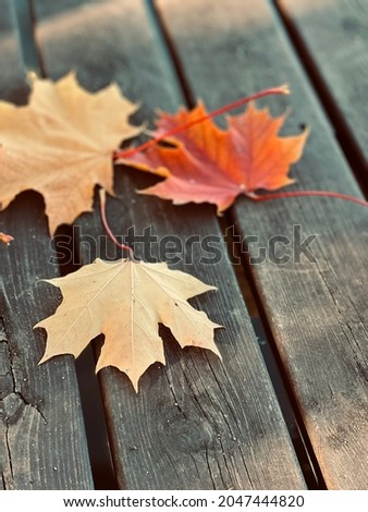 Autumn maple leaves on wooden boards as a picture on the phone.