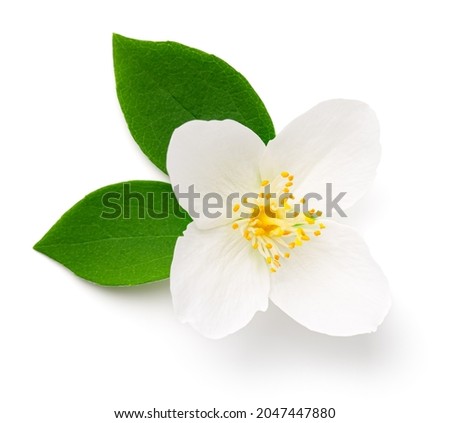 Jasmine flower isolated on white background. Flat lay, top view Royalty-Free Stock Photo #2047447880