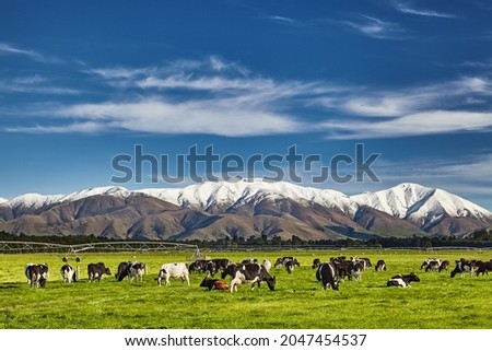 Landscape with snowy mountains and grazing cows, New Zealand Royalty-Free Stock Photo #2047454537