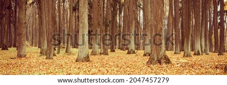 autumn city park or forest, fall trees and fallen yellow orange foliage on the ground. banner