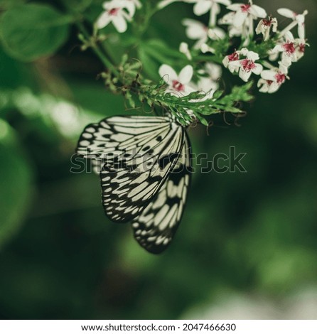 butterfly posed on white flowers
