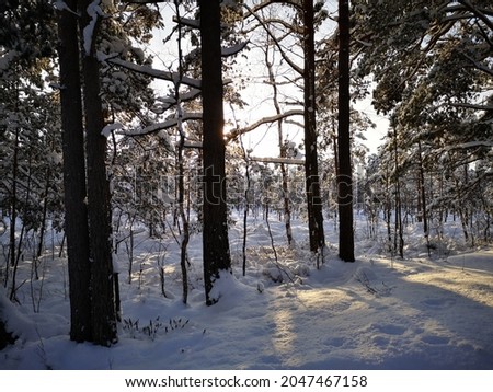 View on a beautiful, white snow covered forest after storm in a frosty winter morning in Latvia