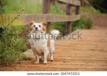 A small mixed breed dog in a forest. A very old senior dog. White and light brown. Long-haired and wet dog. Standing on a bridge. 