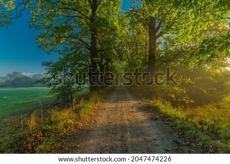 Color morning south Bohemia alley with leaf trees in autumn sunny morning