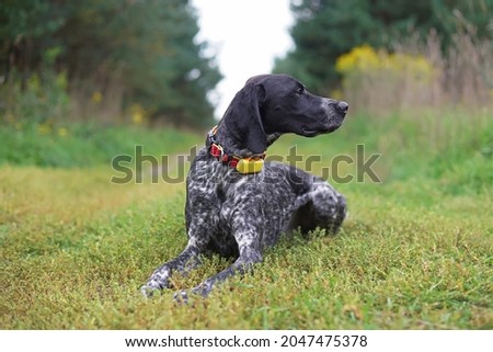 Serious young black and white Greyster dog posing outdoors wearing a red collar with a yellow GPS tracker on it lying down on a green grass in summer Royalty-Free Stock Photo #2047475378