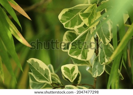 Green leaves wallpaper |  natural beautiful background