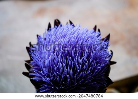 The large purple flower of a thistle.