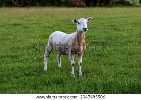 A sheep in the Sussex countryside, on a sunny summers evening