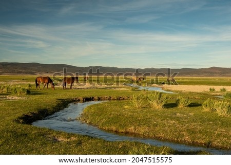 Mono Lake wild horses grazing in the morning by the creek, California, USA, with cloudless blue sky copy-space