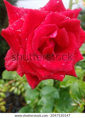 Bright red rose that has just been soaked by a morning rain. 