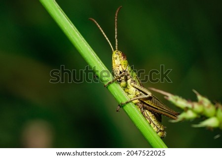 The picture shows a green grasshopper that was found in a small meadow in Rhineland Palatinate.