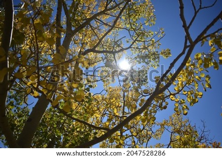 Autumn foliage of Aspen trees in scenic Rocky Mountain National Park - Colorado, USA