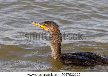 The double-crested cormorant (Nannopterum auritum)