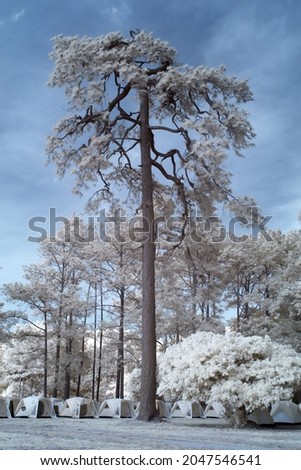 infrared pine forest Phu Kradueng National Park, Thailand