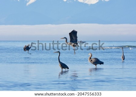 Two Great Blue Herons land as three others stand in the shallows, Olympic Mountains in the background, Whitty's Lagoon, southern Vancouver Island, British Columbia Royalty-Free Stock Photo #2047556333