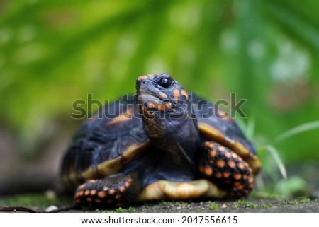 Cute small baby Red-foot Tortoise in the nature,The red-footed tortoise (Chelonoidis carbonarius) is a species of tortoise from northern South America Royalty-Free Stock Photo #2047556615
