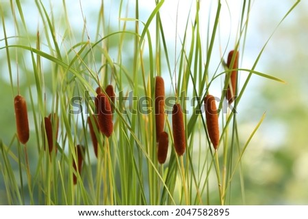 Beautiful reeds with brown catkins outdoors on sunny day Royalty-Free Stock Photo #2047582895