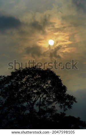 Tree silhouette photo with sun as background