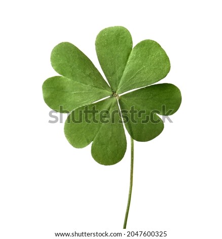 Green four leaf clover isolated on white