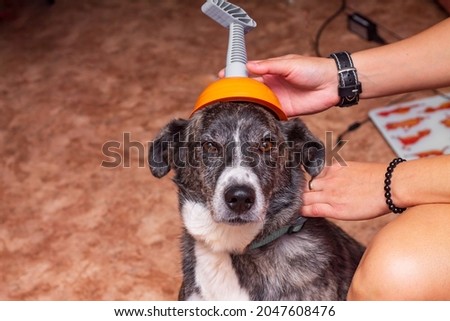 an orange plumbing plunger for cleaning pipes from blockages is on the dog's head like a hat and this is a joke; a comic picture
