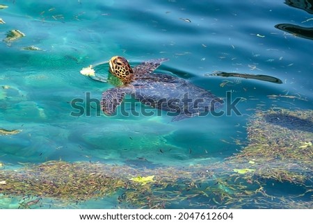 A marine Green Turtle surfaces in the turquoise waters of Okinawa, Japan