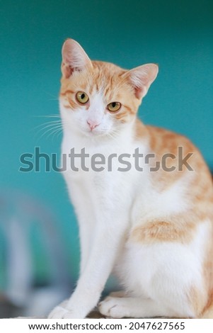 The cute Thai cat is squatting, a cat look at camera, a happy and friendly cat