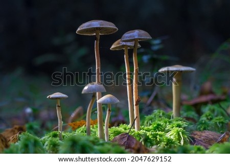 Glucinogenic mushrooms grow naturally. Mushrooms containing psilocybin. Selective focus on the cap of the mushroom. Royalty-Free Stock Photo #2047629152