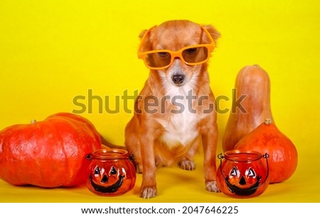 Cute little dog with pumpkins over yellow background