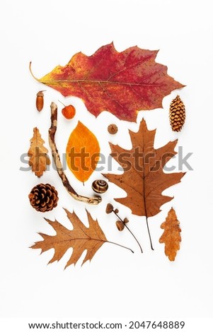 Autumn composition. Pattern of dried leaves, cones, acorns on a white background, Flat lay, top view